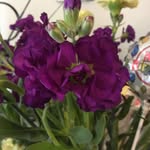 Janet Stephan - @janet.stephan.3 - Instagram