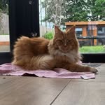 Janet Talbot - @janettalbot22 - Instagram