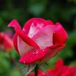 Janet Thibodeaux - @janet.thibodeaux.547 - Instagram