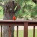 Janet Trapp - Facebook
