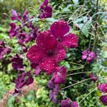 Jane Tripp - @janetripp.gardener - Instagram