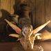 Janet Tull - Facebook