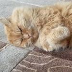 Janet Wallis - @janwallis16 - Instagram