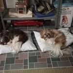 Janet Whitcomb - @janet.whitcomb.52 - Instagram