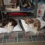 Janet Whitcomb - Facebook