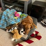 Janet Schreiner Wickman - @janetschreinerwickman - Instagram