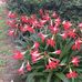 Janet Windham - Facebook