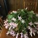 Janette Windham - Facebook