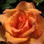 Janet Cooper - @janetcooper202 - Instagram
