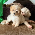 Janette Cooper - @frank_the_malti - Instagram