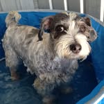 Janette curtis - @pamper_indulgance_for_your_pet - Instagram