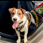 Janette Doyle - @busterbuzzbraveheart - Instagram