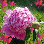 Janette Drew - @janette.drew.98892 - Instagram