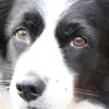 janetteforrest8 - @janetteforrest8 - TikTok
