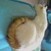 Janet Gianopoulos - Facebook