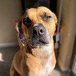 Jane Hendrix - @janethedoggo - Instagram