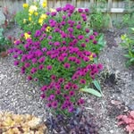 Janet Hinton - @jhinto66 - Instagram