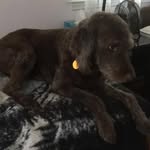 Janet Hinton Hopson - @joyfultigger - Instagram