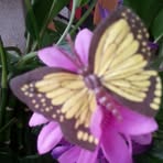 Janette Holt - Facebook
