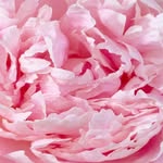 Janette Kirk-Willis - @positivelyflourishing - Instagram