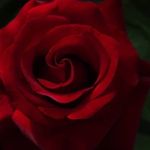 Janet Kirkpatrick - @janetlk - Instagram