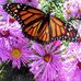 Janette Larson - Facebook