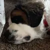 Janette Page - @lovedogs589 - TikTok