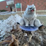 Janette Patterson - @skittles_the_owlbear_dnd - Instagram