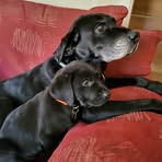 Janette Pearson - Facebook