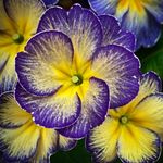 Janet Powell - @janetpowell3580 - Instagram