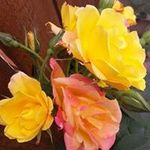 Janet Powell - @janet.powell.9619 - Instagram