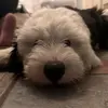 janette serrano - @lola_the_sheepdog - TikTok
