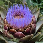 Janette Sinclair 2 - @learnandgrowgardens - Instagram
