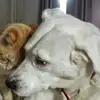 Janette Sullivan - @janette.sullivan - TikTok