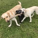 Janet Sutton - @thebarkparkwhalley - Instagram