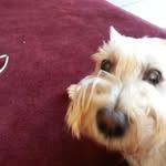 Janet Toth - @jtoth1946 - Instagram