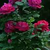 vickikjanettes - @vickikjanettes - TikTok
