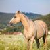 Janet Waldron - Facebook