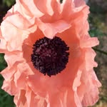 Janet Wallin - @janettewallin49 - Instagram