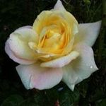 Janet Warner Crain - @jwcbutterflyhill - Instagram