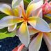 Jannette Webb - Facebook