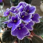 Janette Wise - @homeplantlove - Instagram