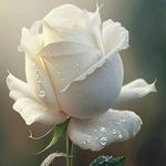 Janet Wolfe - @janet.wolfe.127 - Instagram