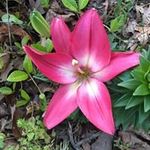 Janice Aiken Cain - @janiceaikencain - Instagram