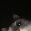 jan - @janicealt - TikTok
