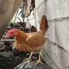 Janice Avila - @janice.avila40 - TikTok