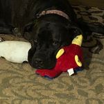 Janice Bacon - @fourleggedpennybacon - Instagram