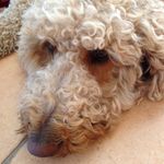 Janice Baird - @crafty_lady3 - Instagram