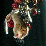 Janice Bartholomew - @jaykay1963 - Instagram
