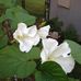 Janice Batts - Facebook